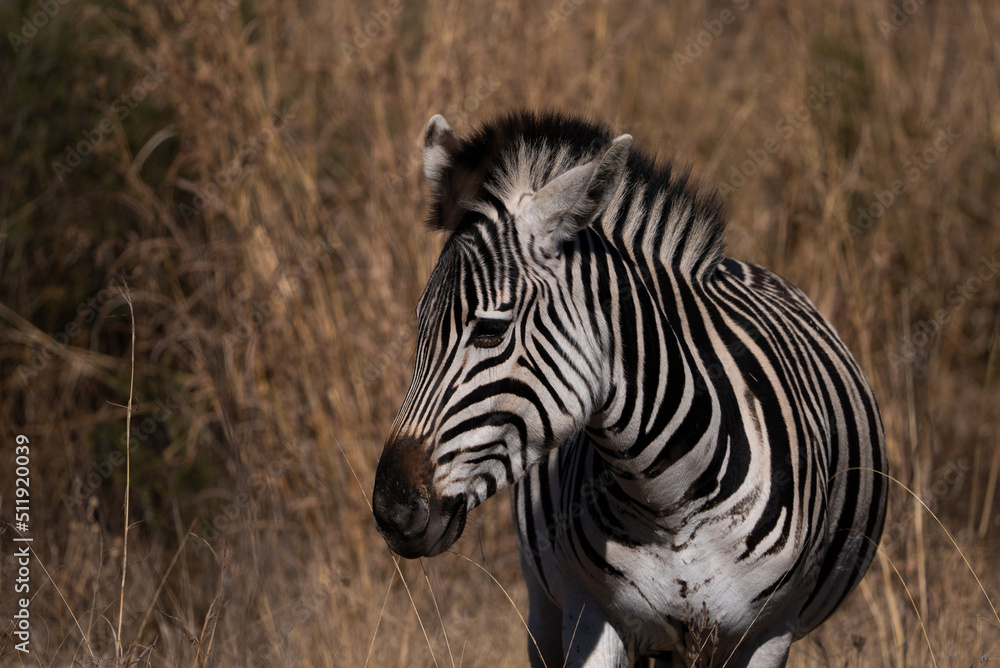 Naklejka premium Wild Striped Zebra walking in the bush veld and on the tarmac road in a very brown field during the cold winter months in a Nature reserve in South Africa