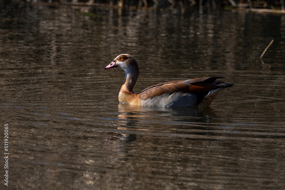 Egyptian Goose floating on a body of water with the winter sun shining from the side. Diving Egyptian Goose floating on a body of water with the winter sun shining from the side. Diving