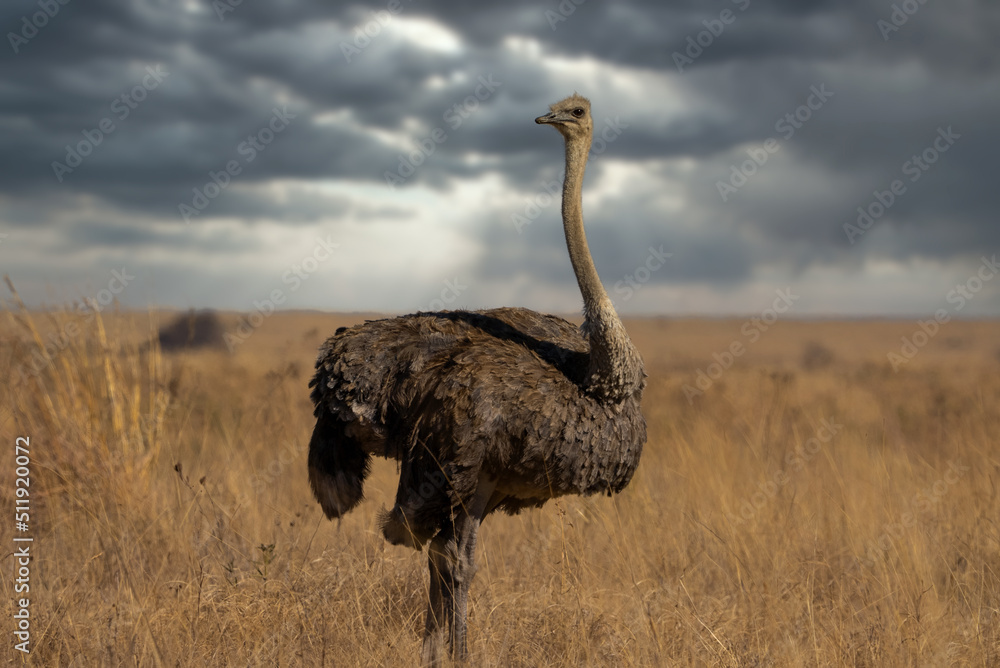 Naklejka premium A wild female ostrich volstruis in the bush veld field with its head out stretched looking for predators while grazing for food in the dead grass on fathersday in a nature reserve in South Africa
