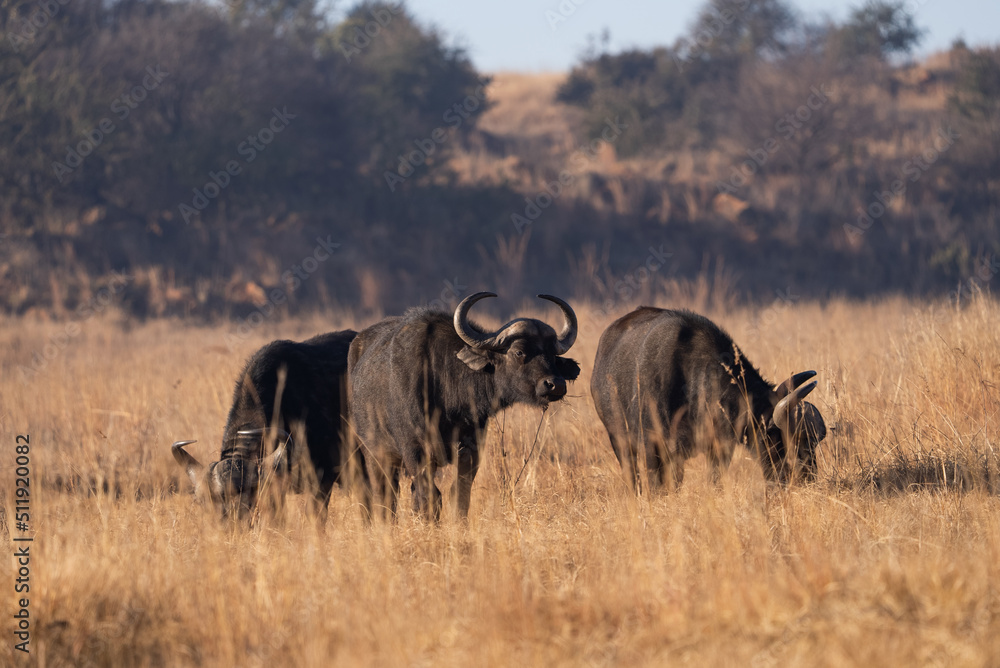 A wild buffalo buffel grazing in the dead field during the winter ...