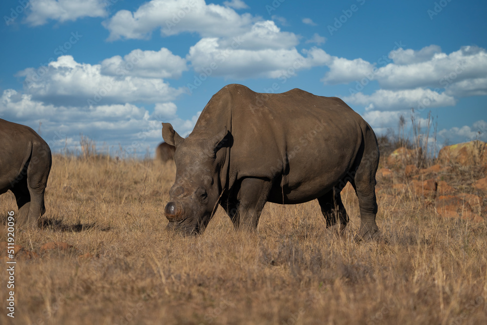 an endangered Single square lipped White Rhino walking and grazing in the brown dead field during the winter months during a Safari drive. De horned to stop poachers from poaching an endangered Single square lipped White Rhino walking and grazing in the brown dead field during the winter months during a Safari drive. De horned to stop poachers from poaching