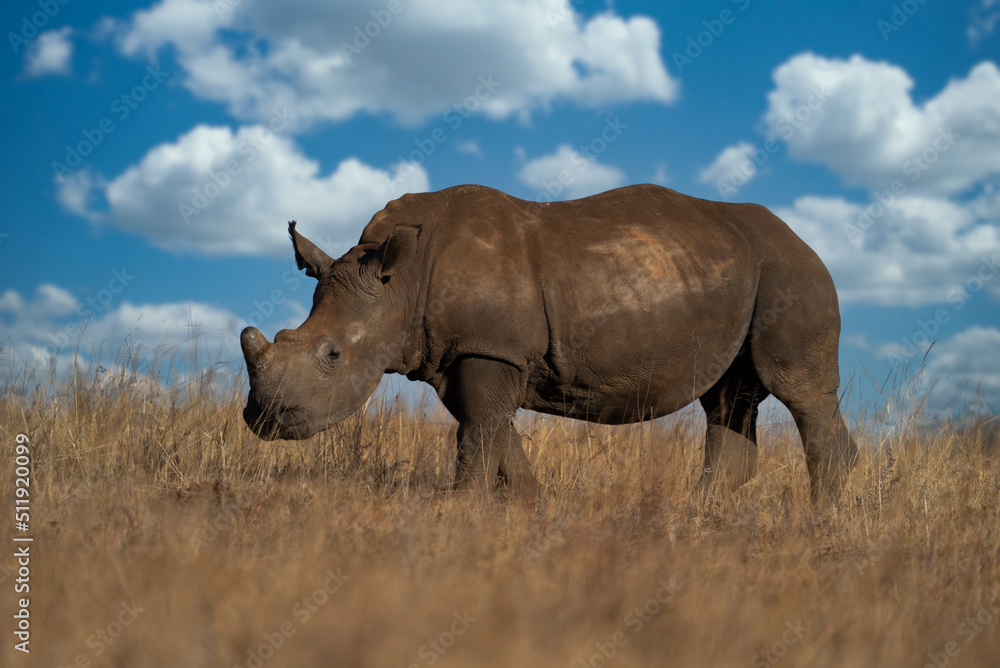 an endangered Single square lipped White Rhino walking and grazing in the brown dead field during the winter months during a Safari drive. De horned to stop poachers from poaching an endangered Single square lipped White Rhino walking and grazing in the brown dead field during the winter months during a Safari drive. De horned to stop poachers from poaching