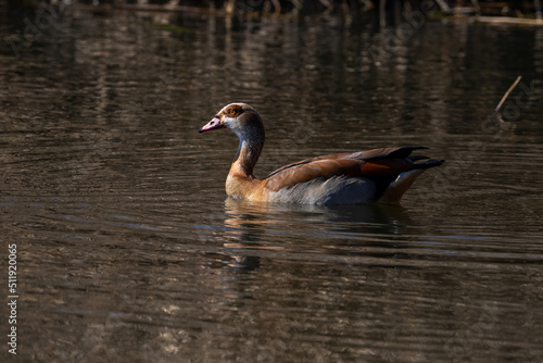 Egyptian Goose floating on a body of water with the winter sun shining from the side. Diving 