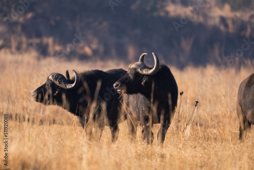 Fototapeta Naklejka Na Ścianę i Meble -  A wild buffalo buffel grazing in the dead field during the winter months in a nature reserve in South Africa during a safari drive on Fathersday.  
