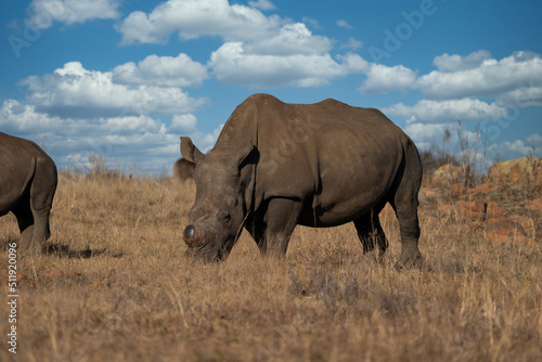 an endangered Single square lipped White Rhino walking and grazing in the brown dead field during the winter months during a Safari drive. De horned to stop poachers from poaching  © Phillip