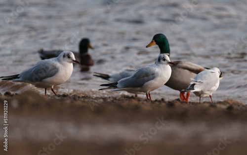 ducks on the beach