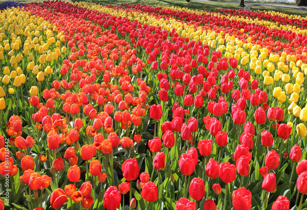 field of tulips