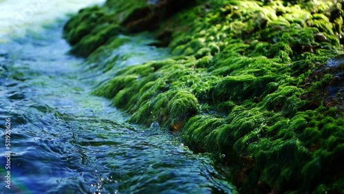 Macro photography of a stone with green algae washed by sea waves.