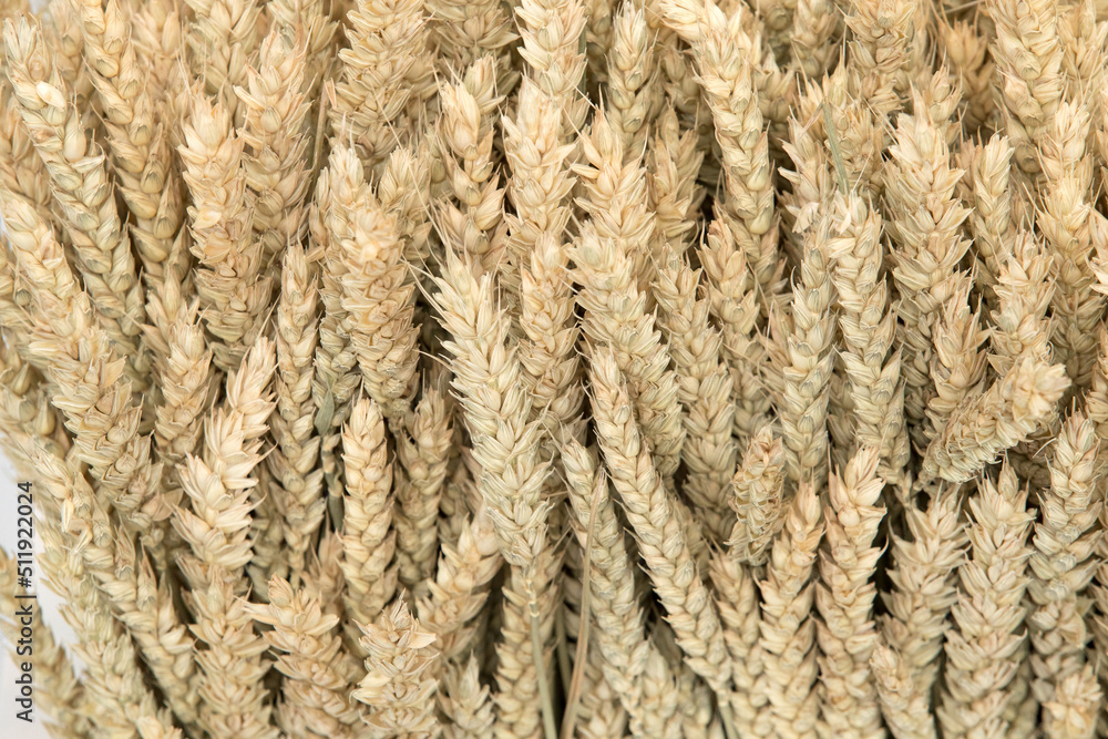 Sheaf of ripe ears of wheat. Spikelets close-up. Ears of golden wheat close-up. Rich harvest concept. Sheaf of ripe ears of wheat. Spikelets close-up. Ears of golden wheat close-up. Rich harvest concept.