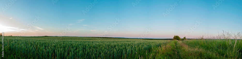 Panorama of wheat field. Sunny day and green trees on the background.