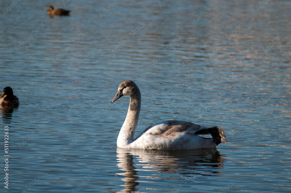 Fototapeta premium A white majestic swan floats in front of a wave of water. Young swan in the middle of the water. Drops on a wet head.