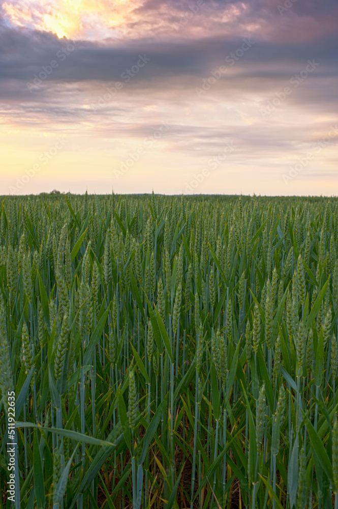 Wheat field in the evening light in HDR style