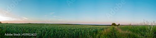 Panorama of wheat field. Sunny day and green trees on the background.