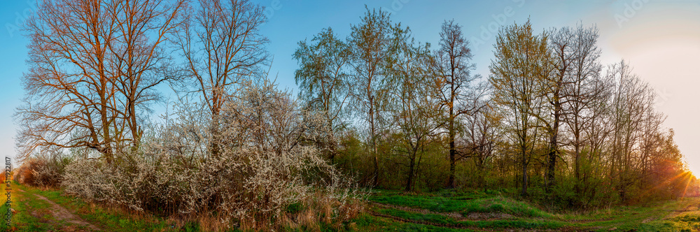 Panorama of flowering trees in the forest, spring green trees, flower Panorama of flowering trees in the forest, spring green trees, flower
