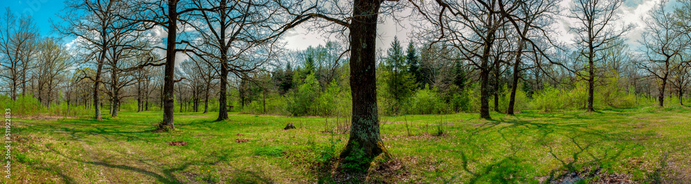 Spring forest and field on a background of blue sky Spring forest and field on a background of blue sky