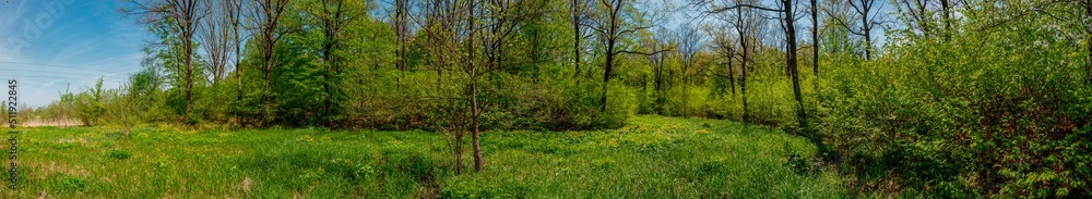 Spring forest and field on a background of blue sky