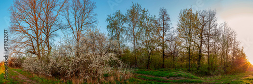 Panorama of flowering trees in the forest, spring green trees, flower