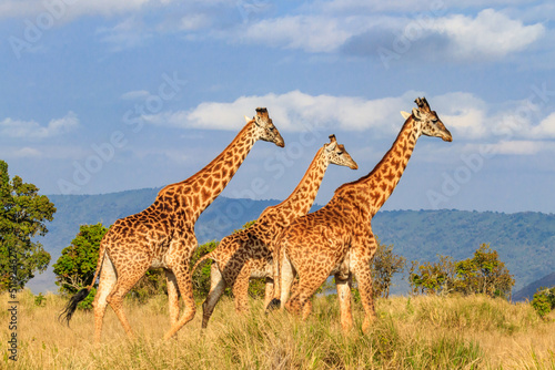 Group of giraffes walking in Ngorongoro Conservation Area in Tanzania. Wildlife of Africa