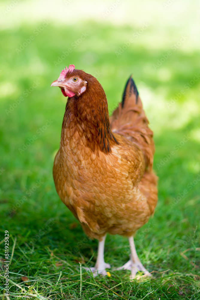 Fototapeta premium Kura