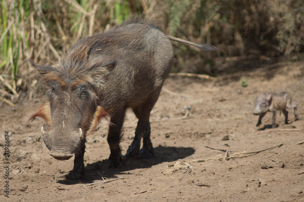 Nolan warthogs Phacochoerus africanus africanus. Female with a young. Oiseaux du Djoudj National Park. Saint-Louis. Senegal. Nolan warthogs Phacochoerus africanus africanus. Female with a young. Oiseaux du Djoudj National Park. Saint-Louis. Senegal.