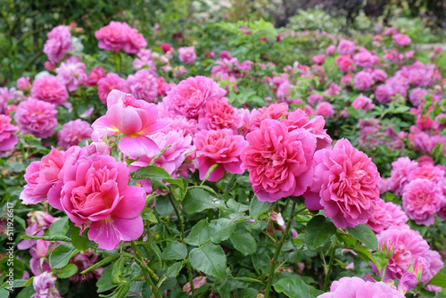 Pink Rosa  Princess Anne  in flower