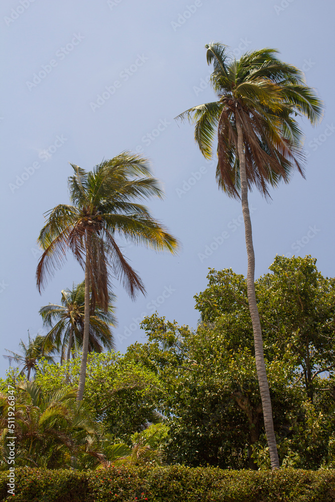 PALMERAS GIGANTES EN PLAYA MEXICANA CON CIELO AZUL