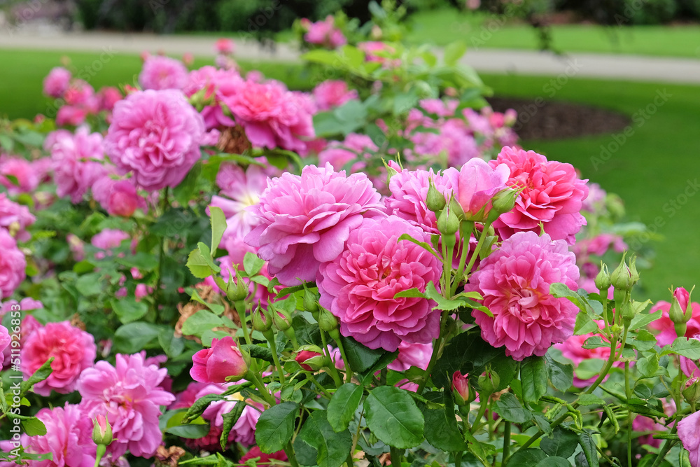Pink Rosa 'Princess Anne' in flower