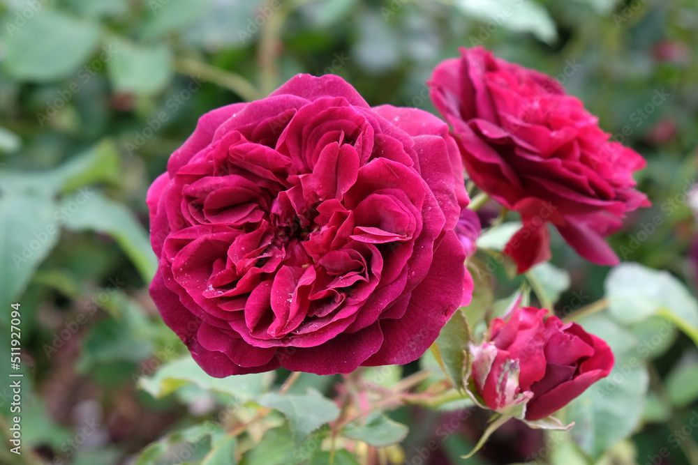 Red Rosa 'Munstead Wood'  in flower