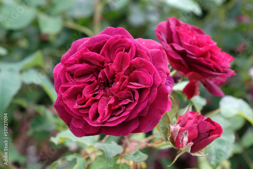 Red Rosa  Munstead Wood   in flower