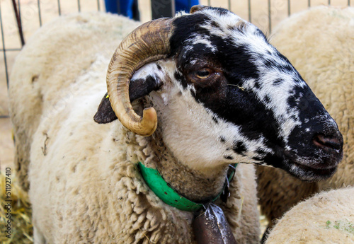 A close up photograph of a goat.