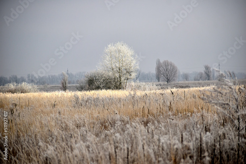 The picture shows a winter landscape created by dry grass and a lone tree, which are covered with frost.