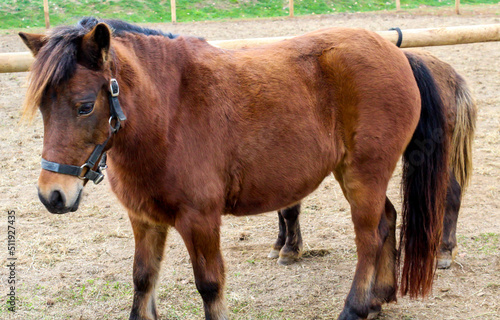A photograph of a beautiful pony.