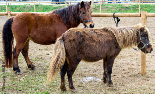Two ponies tied to a post.