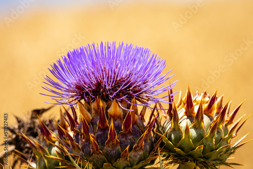 wild Cardoon flower and bees