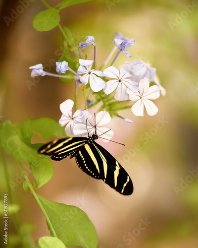 Zebra Butterfly on a Plumbago. High quality photo