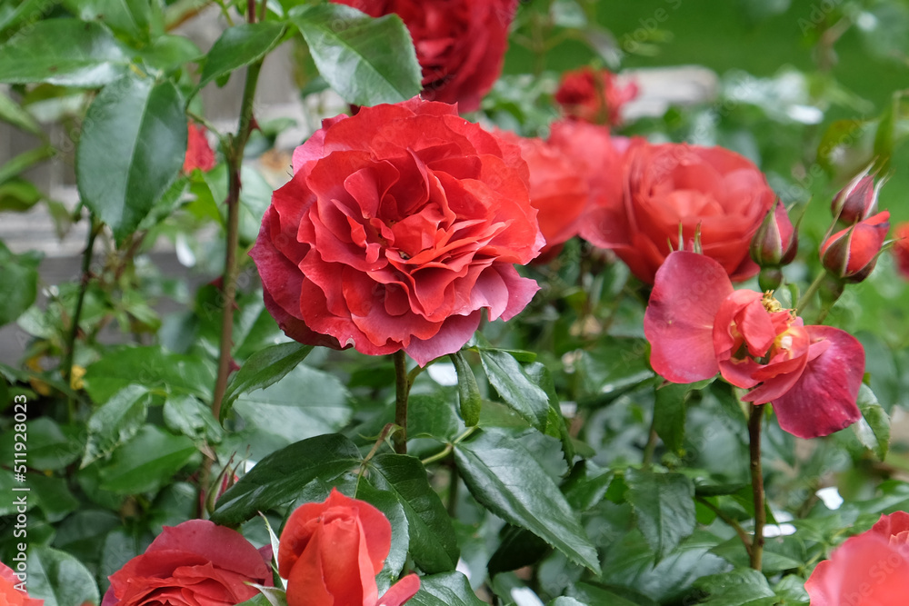 Rosa 'Hot Chocolate' in flower Rosa 'Hot Chocolate' in flower