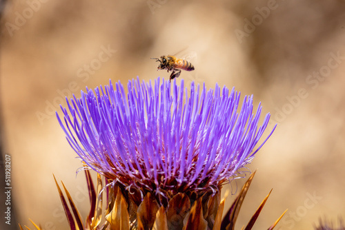 Fototapeta Wild cardoon flower and bees
