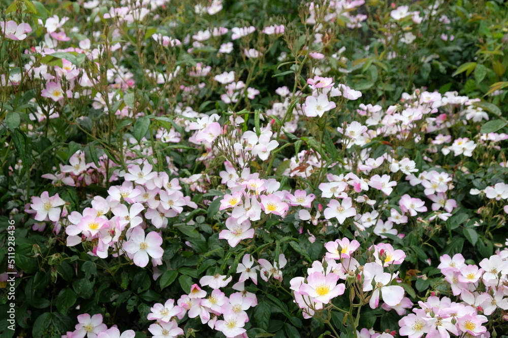 White rosa 'Lyda Rose' in flower White rosa 'Lyda Rose' in flower