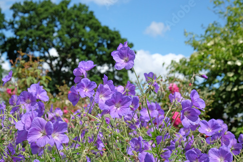 Hardy geranium  Orion  in flower