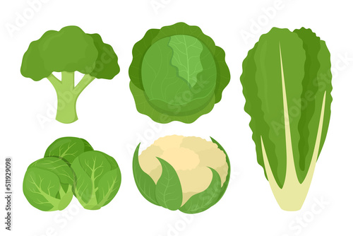 Cabbages and lettuce set. Broccoli, romaine lettuce, green cabbages, cauliflower, brussels sprout. Vector illustration of vegetarian and healthy vegetables.