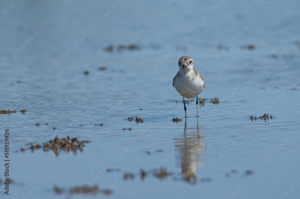 Immature Kittlitz's plover Charadrius pecuarius. Oiseaux du Djoudj National Park. Saint-Louis. Senegal. Immature Kittlitz's plover Charadrius pecuarius. Oiseaux du Djoudj National Park. Saint-Louis. Senegal.