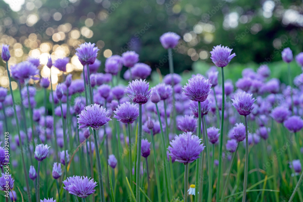 Purple chives flowers in the summer garden. Wild Chives flower or Flowering Onion, Allium Schoenoprasum , Chinese Chives, Schnittlauch, Garlic Chives. Purple chives flowers in the summer garden. Wild Chives flower or Flowering Onion, Allium Schoenoprasum , Chinese Chives, Schnittlauch, Garlic Chives.