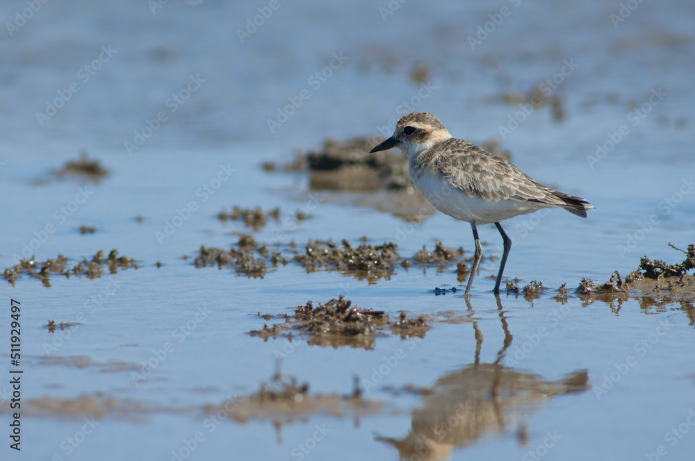 Immature Kittlitz's plover Charadrius pecuarius. Oiseaux du Djoudj National Park. Saint-Louis. Senegal. Immature Kittlitz's plover Charadrius pecuarius. Oiseaux du Djoudj National Park. Saint-Louis. Senegal.