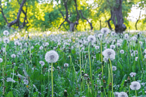 Glade with white and fluffy dandelions. Dandelion field.