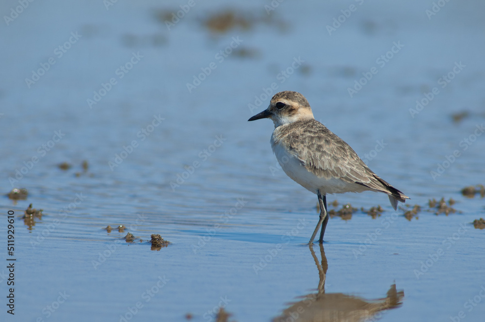 Immature Kittlitz's plover Charadrius pecuarius. Oiseaux du Djoudj National Park. Saint-Louis. Senegal. Immature Kittlitz's plover Charadrius pecuarius. Oiseaux du Djoudj National Park. Saint-Louis. Senegal.