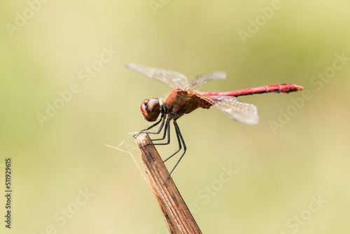 dragonfly on a twig © Hana