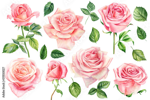 Set pink roses flowers, bud and leaves on a white background, floral design. Hand drawn botanical watercolor painting 