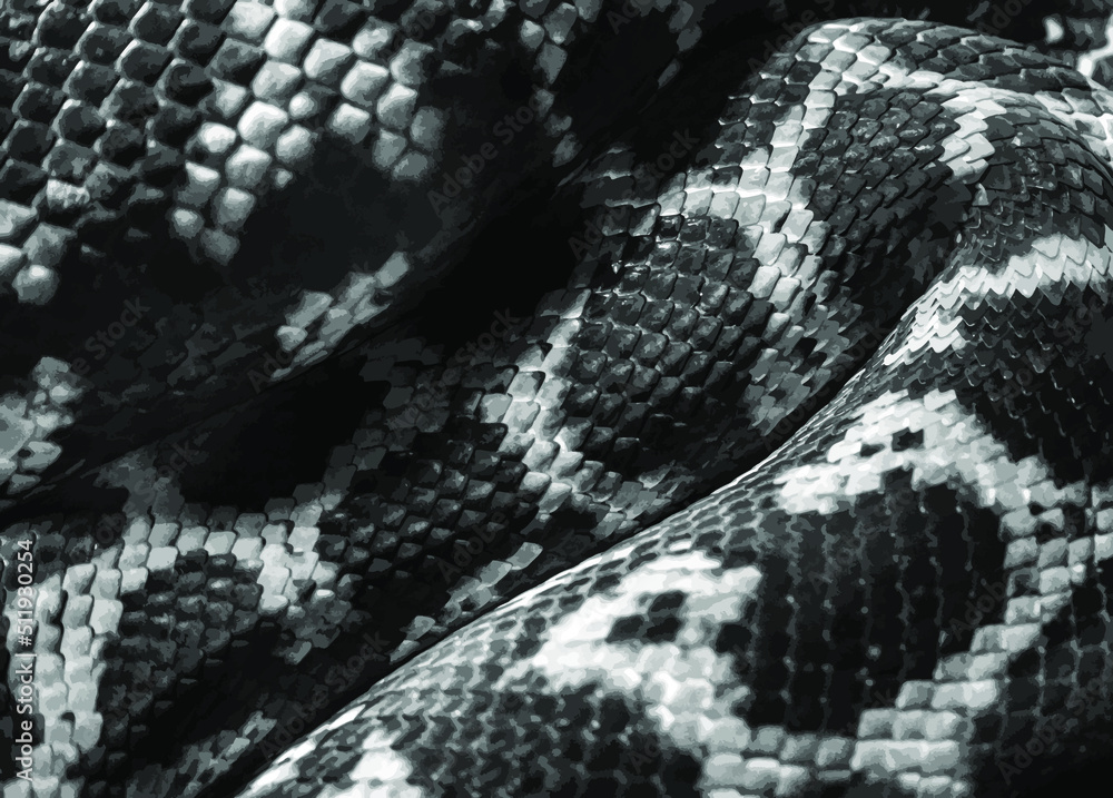 The body of a python is folded diagonally in a zigzag pattern. Monochrome python skin texture. Vector illustration. The body of a python is folded diagonally in a zigzag pattern. Monochrome python skin texture. Vector illustration.