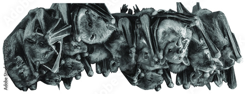 A group of bats hang upside down. Bats isolated on white background. Vector monochrome illustration.