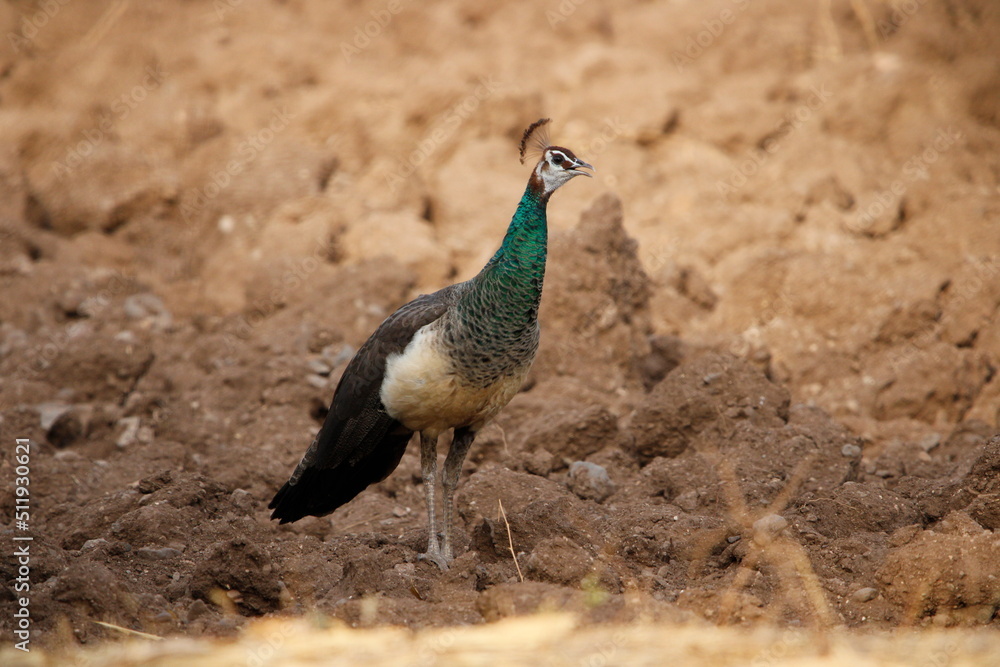 Beautiful Indian peafowl and Peahen in jungle roaming freely in field. Beautiful back ground of Indian peacock or peafowl for seasonal greetings or wall mounting. Beauty of colours. Beautiful Indian peafowl and Peahen in jungle roaming freely in field. Beautiful back ground of Indian peacock or peafowl for seasonal greetings or wall mounting. Beauty of colours.
